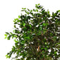 Künstlicher Ficus Retusa - Caelior, 180 cm, Kunstbaum von aplanta, mit Echtholzstamm, inkl. Startertopf, in Grün, für drinnen