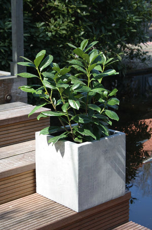 Plantador - Leyla | 30x30x30 cm, design em betão