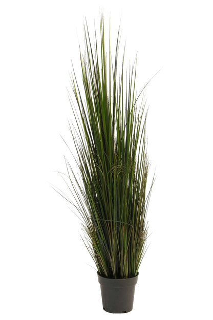 Hochwertiges Kunstgras auf transparentem Hintergrund mit echt wirkenden Kunstblättern in natürlicher Anordnung. Künstliches Gras - Hanno hat die Farbe Grün und ist 120 cm hoch. | aplanta Kunstpflanzen