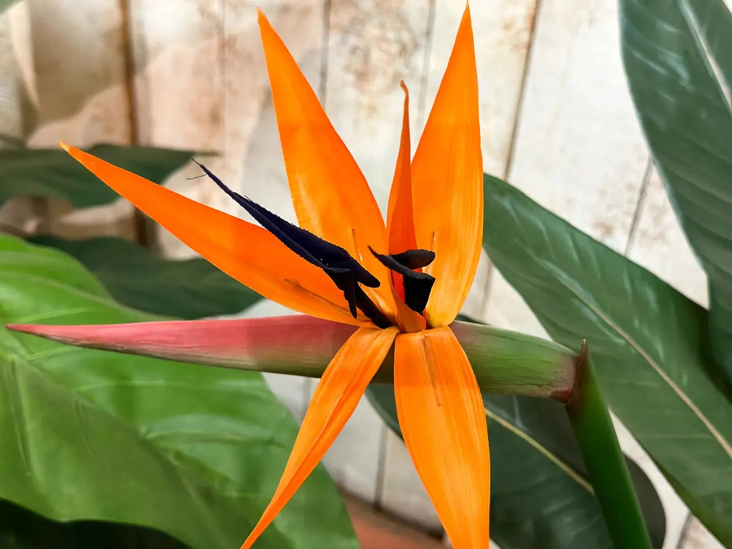 Künstliche Strelitzia - Kali' | 100 cm | Kunstpflanze von aplanta