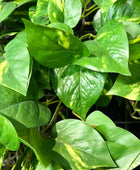 Künstlicher Hänge-Pothos - Bella | 85 cm | Kunstpflanze von aplanta