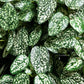 Künstliche Hypoestes - Efe, 50 cm, Kunstpflanze von aplanta, Steckpflanze, in Natur, für drinnen