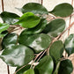 Künstlicher Ficus-Zweig - Georgia, Kunstpflanze von aplanta, Steckpflanze, in Natur, für drinnen