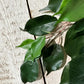 Künstlicher Ficus-Zweig - Georgia, Kunstpflanze von aplanta, Steckpflanze, in Natur, für drinnen