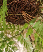 Samambaia artificial suspensa - Jolie | 35 cm