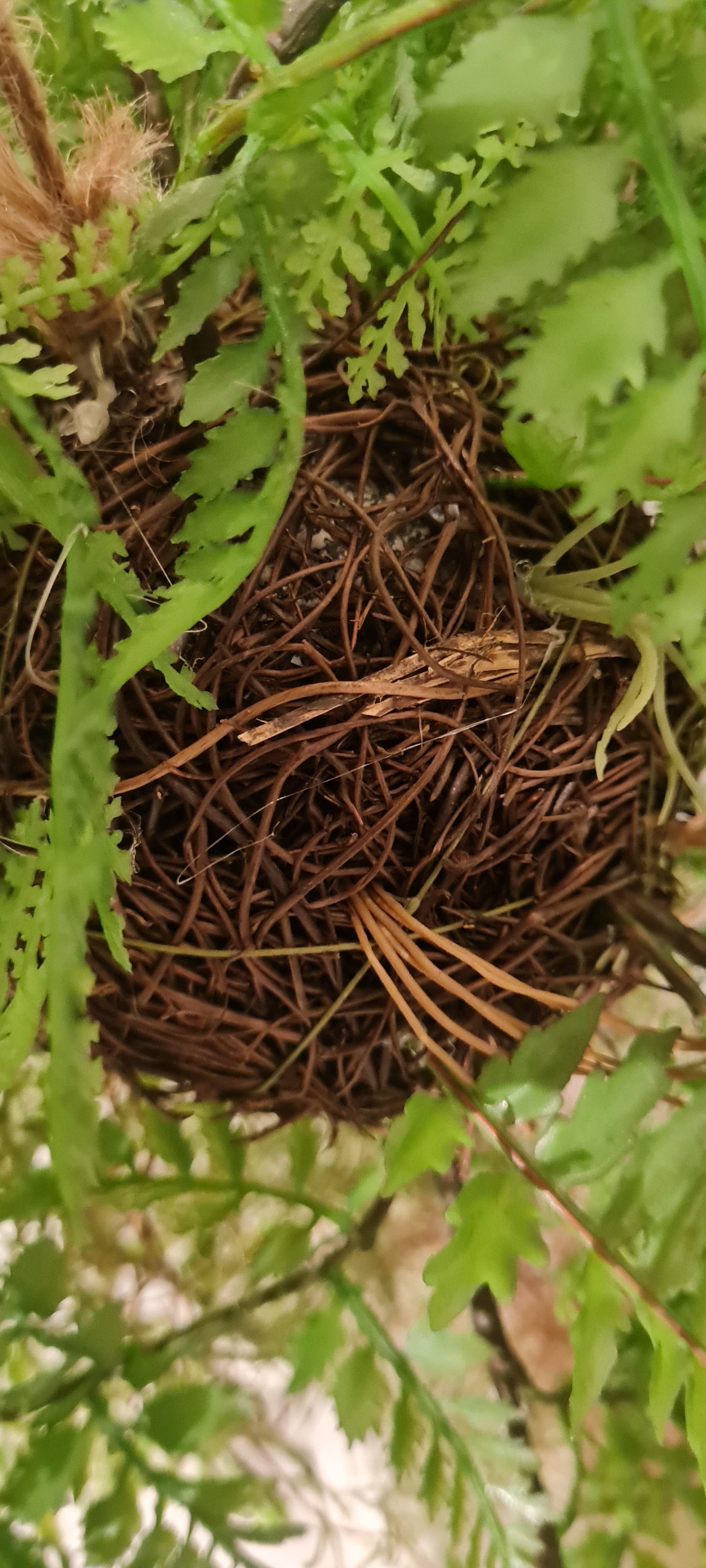 Samambaia artificial suspensa - Jolie | 35 cm