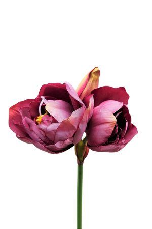 Künstliche Amaryllis - Taron | 80 cm