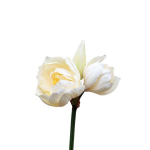 Künstliche Amaryllis - Malek | 80 cm