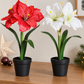 Künstliche Amaryllis – Elvina | 43 cm Weiß