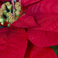 Künstlicher Weihnachtsstern – Lucius | 74 cm