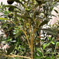 Künstlicher Olivenbaum - Ian, 170 cm, Kunstbaum von aplanta, mit Echtholzstamm, in Natur, für drinnen