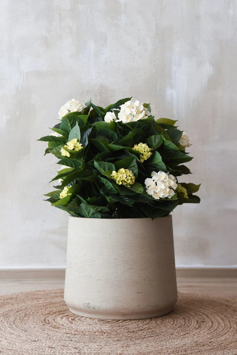 Blumentopf - Talco, 41x38cm, Pflanzkübel von aplanta, in Beige