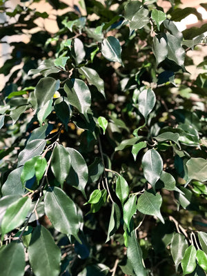 Künstlicher Ficusbaum – Valerius | 180 cm