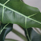 Künstliche Alocasia - Marco, 100 cm, Kunstpflanze von aplanta, in Grün, für drinnen