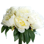 Künstliche Pfingstrose - Francesca auf transparentem Hintergrund mit echt wirkenden Kunstblättern in natürlicher Anordnung. Künstliche Pfingstrose - Francesca hat die Farbe cream und ist 30 cm hoch. | aplanta Kunstpflanzen