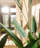 Künstliche Helikonie – Azariel | 140 cm