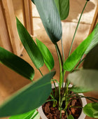 Künstliche Helikonie – Azariel | 160 cm