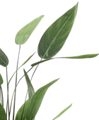 Künstliche Helikonie – Azariel | 160 cm