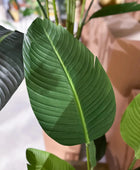 Künstliche Strelitzia - Josephine | 190 cm | Kunstbaum von aplanta