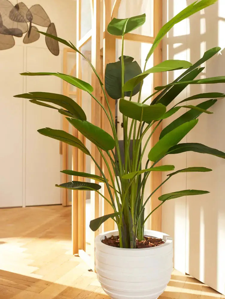 Künstliche Strelitzia - Josephine | 230 cm