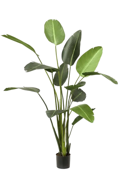 Künstliche Strelitzia - Josephine, 230 cm, Kunstbaum von aplanta, in Natur, für drinnen