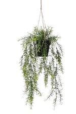 Künstlicher Hänge-Zierspargel - Kilian, 50 cm, Kunstpflanze von aplanta, inkl. Dekotopf, im schwarzen Topf, in Natur