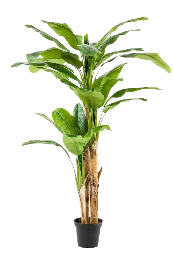 Künstlicher Bananenbaum – Maliora | 210 cm