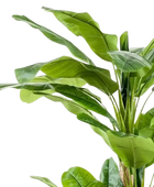 Künstlicher Bananenbaum – Maliora | 210 cm