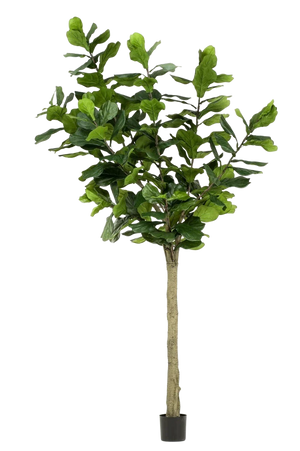 Künstlicher Ficus lyrata - Sandra | 300 cm