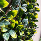 Flexible Prunus Pflanzenwand - Malte | 130-200 cm