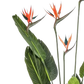 Künstliche Strelitzia - Christian, 150 cm, Kunstbaum von aplanta, in Grün, für drinnen