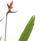Künstliche Strelitzia - Christian, 150 cm, Kunstbaum von aplanta, in Grün, für drinnen