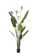 Künstliche Strelitzia - Christian, 150 cm, Kunstbaum von aplanta, in Grün, für drinnen