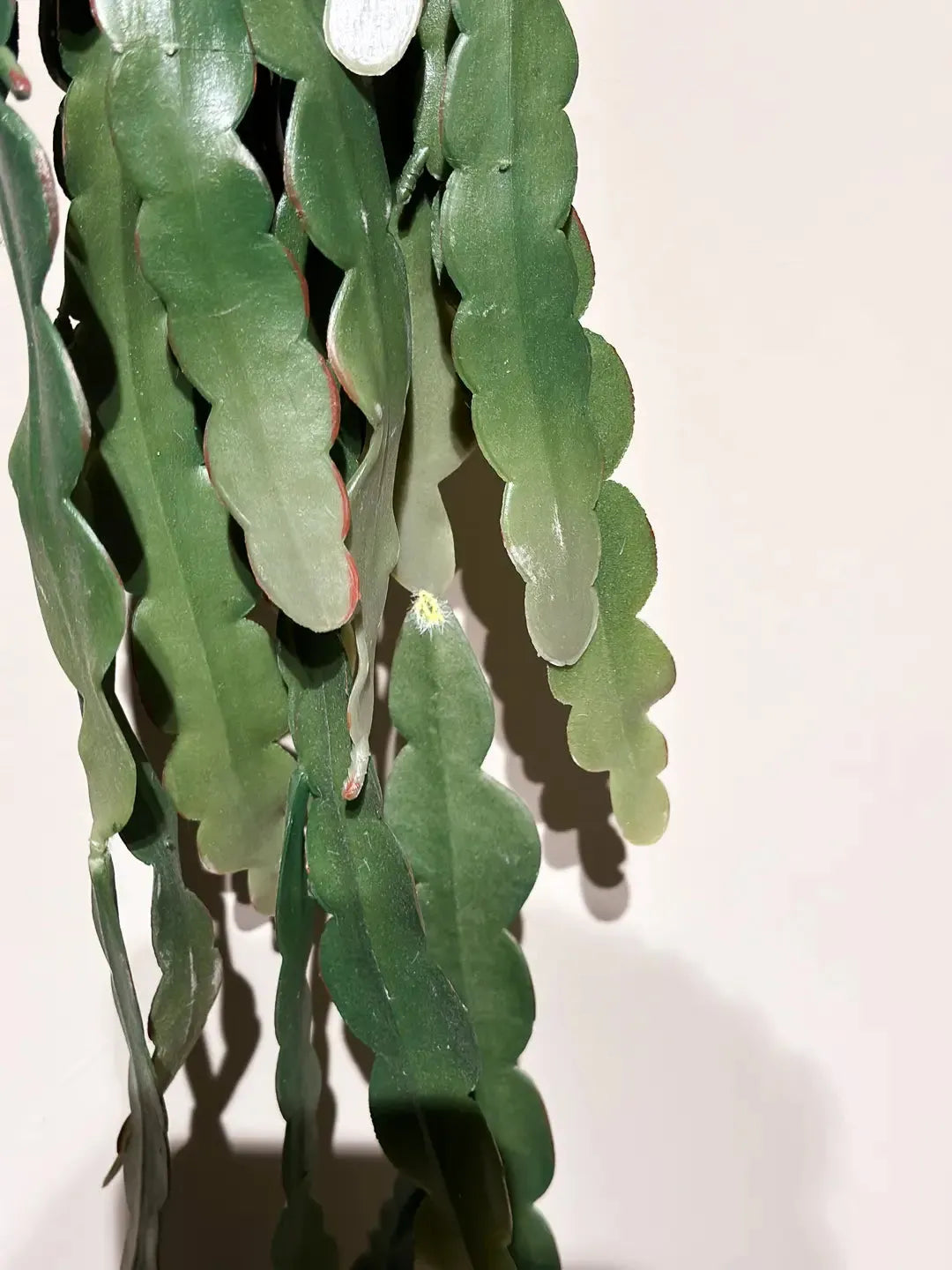 Epiphyllum hanging bush 110cm |  von aplanta