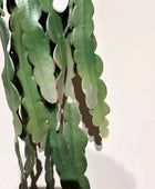 Epiphyllum hanging bush 110cm |  von aplanta