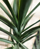 Künstliche Yucca – Talandra | 150 cm