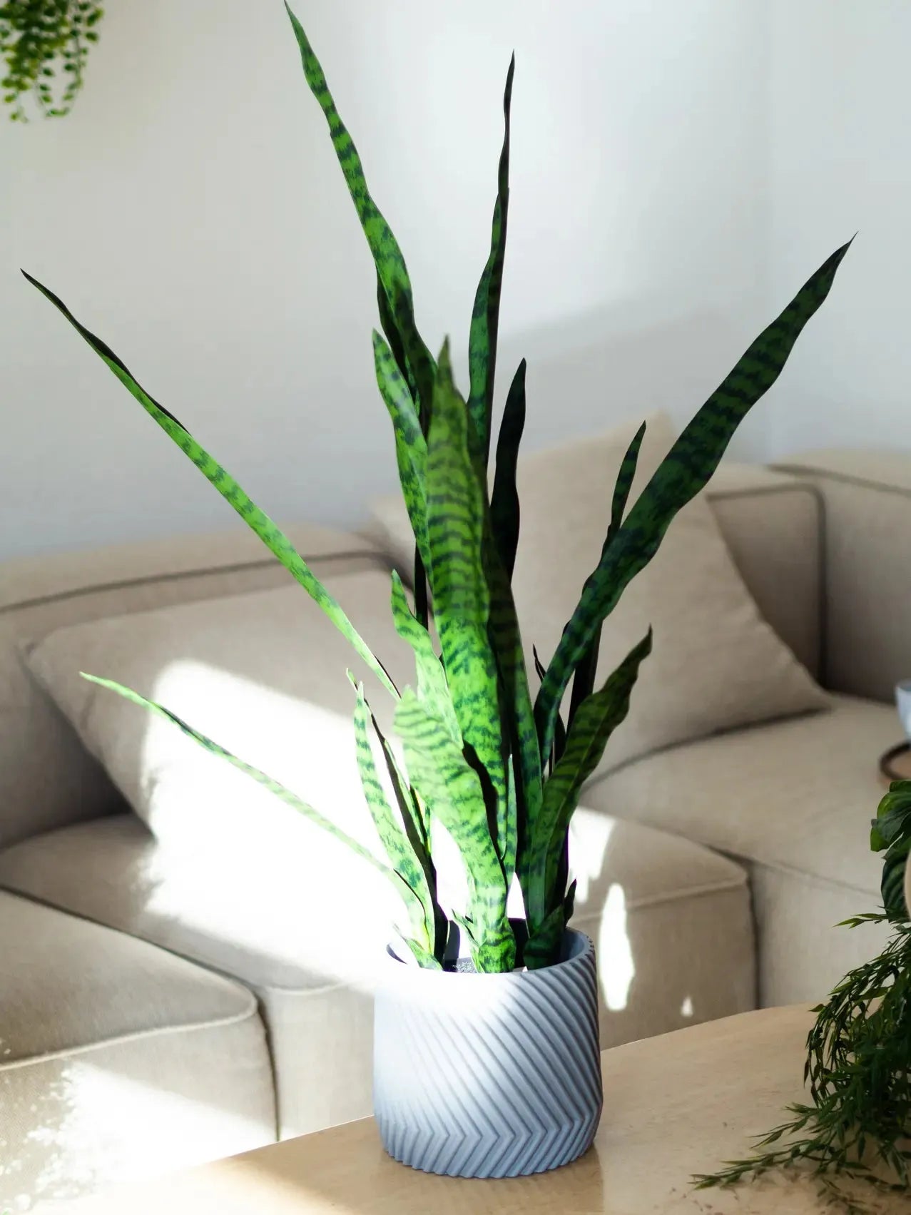 Künstlicher Bogenhanf - Jette | 97 cm