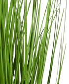 Künstliches Gras - Chiara | 90 cm