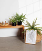 Künstlicher Schwertfarn - Grimm | 46 cm