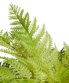 Künstlicher Frauenfarn - Talos | 55 cm