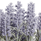 Künstlicher Lavendel - Lotte, 36 cm, Kunstpflanze von aplanta, in Lila, für drinnen