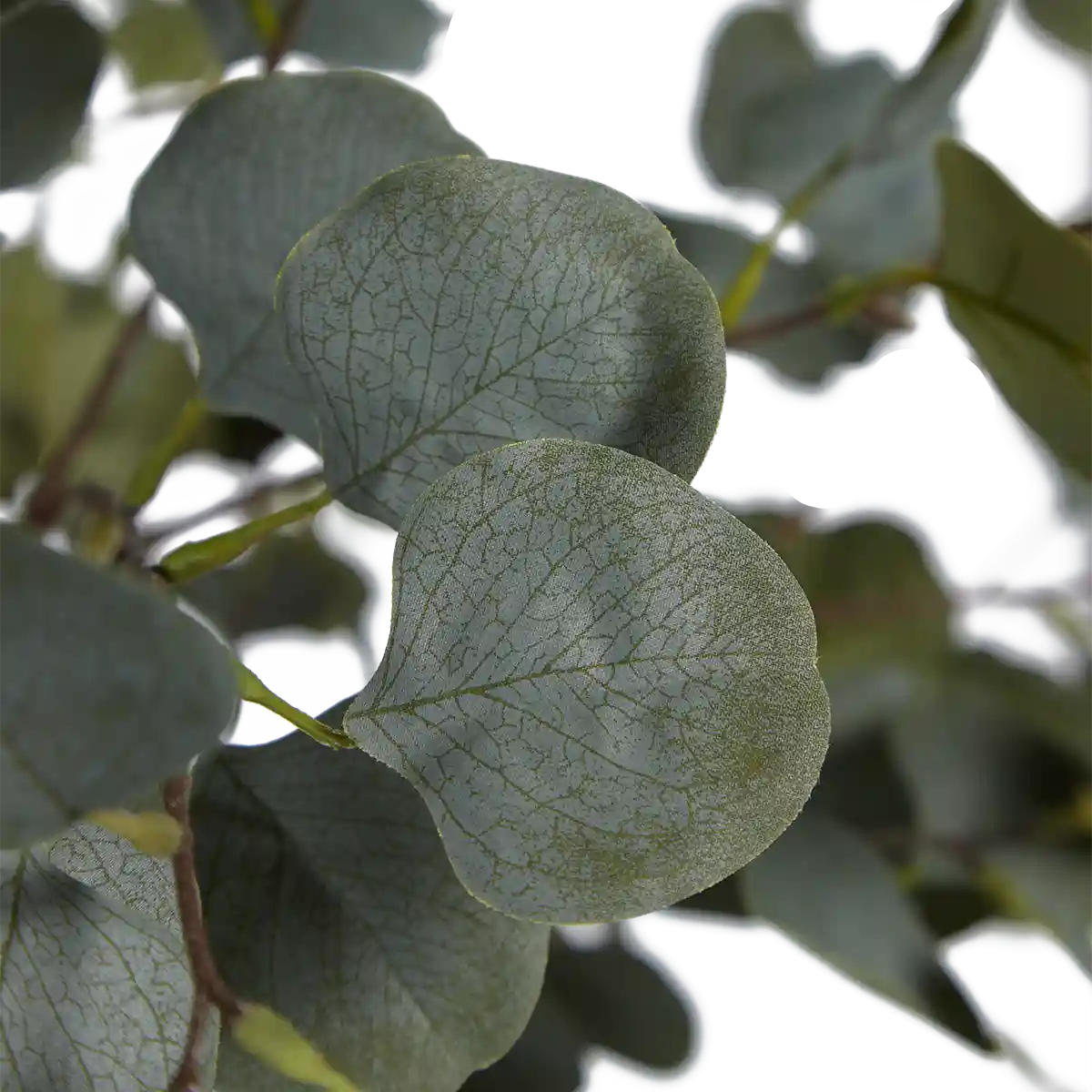 Künstlicher Eucalyptus Baum - Parla | 180 cm