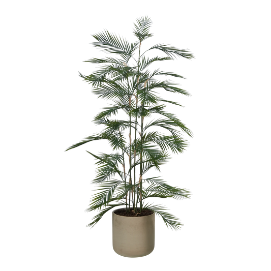 Künstliche Bergpalme - Nolte | 180 cm