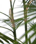 Künstliche Bergpalme - Nolte | 140 cm