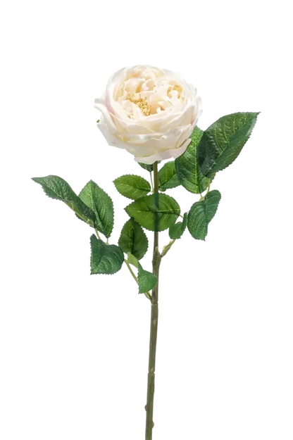 Hochwertige Hortensie künstlich auf transparentem Hintergrund mit echt wirkenden Kunstblättern in natürlicher Anordnung. Künstliche Rose - Miranda hat die Farbe Creme und ist 60 cm hoch. | aplanta Kunstpflanzen