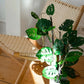 Künstliche Monstera - Jonathan, 75 cm, Kunstpflanze von aplanta, im schwarzen Topf, in Natur, für drinnen