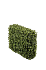 Künstliche Buchsbaumhecke - Jannis auf transparentem Hintergrund mit echt wirkenden Kunstblättern. Diese Kunstpflanze gehört zur Gattung/Familie der "Buchsbäume" bzw. "Kunst-Buchsbäume".