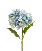 Hochwertige Hortensie künstlich auf transparentem Hintergrund mit echt wirkenden Kunstblättern in natürlicher Anordnung. Künstliche Hortensie - Dilli hat die Farbe Natur und ist 52 cm hoch. | aplanta Kunstpflanzen