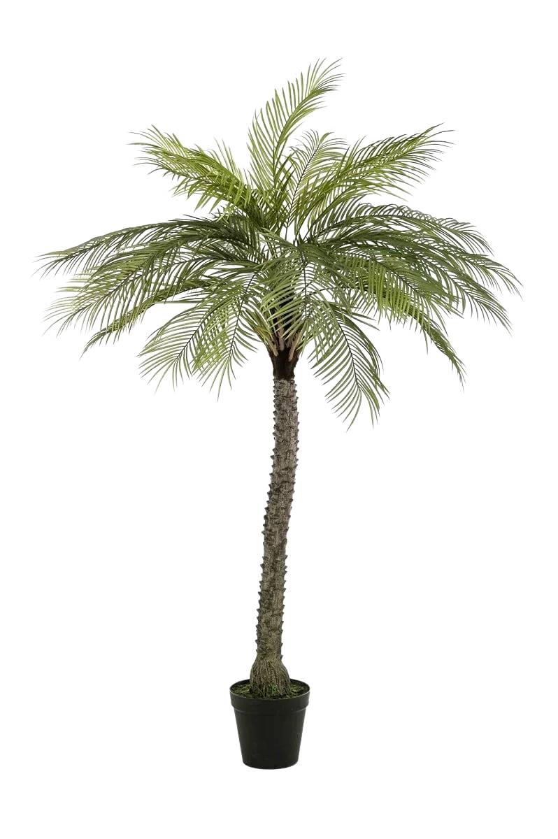Künstliche Phoenix Palme - Zasta | 220 cm