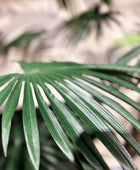 Palmeira Livistona Artificial - Flo | 240 cm